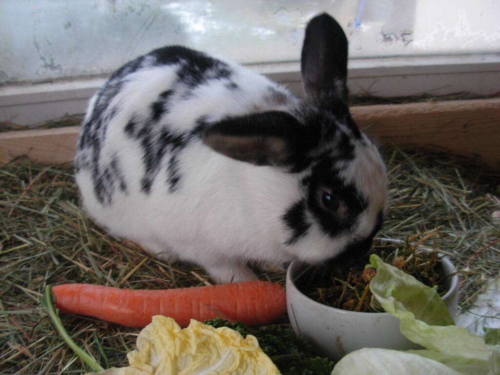 weißer Hase mit schwarzer Musterung