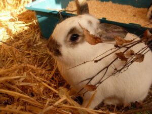 weißer Hase mit braunen Farbtupfen